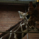 Illustration for article titled Europes giraffe eugenics program claims victim